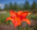 IMG_4720 intense red orange lily